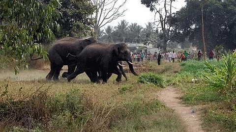 Two injured in wild elephant attack