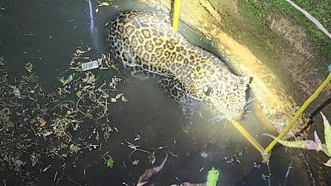 Leopard rescued after falling into well 