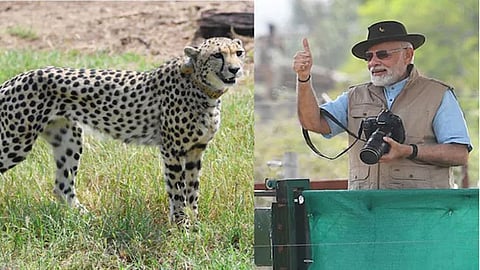 Visit India to see Cheetah in all its splendour