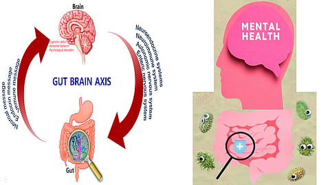 Gut bacteria imbalance to memory, cognitive decline