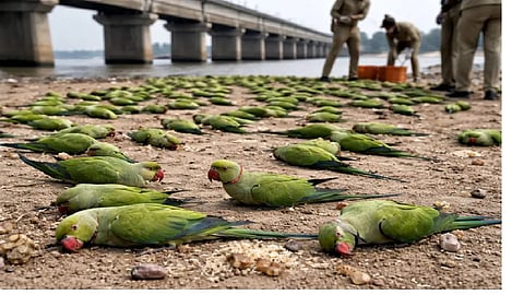 200 parrots die of food poisoning in MP's Khargone district 