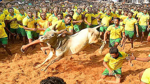 Bulls roar in TN's Avaniyapuram as first among 3 major Jallikattu