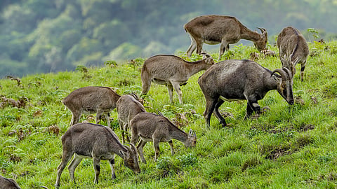 Nilgiri tahr