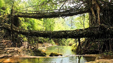 Living Root Bridges of Meghalaya 