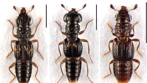 Three new rove beetle species discovered in Arunachal forests 
