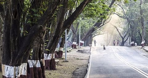 Tree census to begin in Mumbai after 8-year gap: BMC 