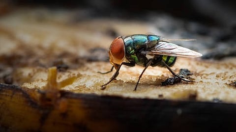 Insect