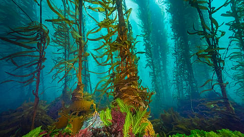 Large undersea Kelp forest