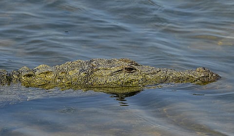 crocodile 