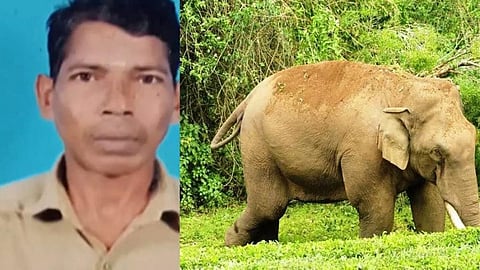 Man killed in wild elephant attack in Palakkad