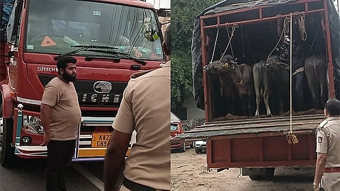 Police detain the cattle smuggling vehicle in Mangaluru.