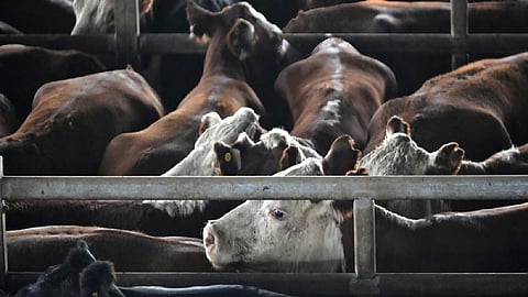 Argentina's beef consumption falls to lowest level in 20 years as prices soar