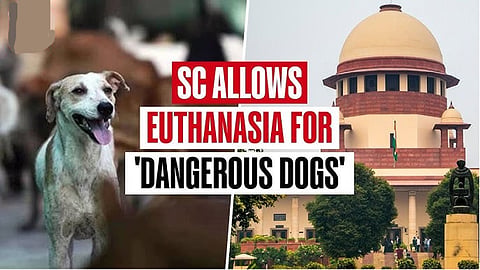 SC allows euthanasia for rabid, incurably ill stray dogs