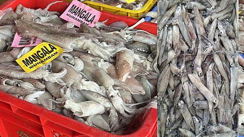 Complex mating behaviour, same-sex pairing in Indian Squid