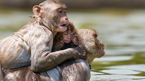 Monkeys cool off in a waterbody on a hot summer day, in New Delhi, Monday, May 18, 2026.