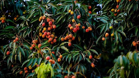 Litchi cultivation gains ground in Jammu as farmers reap higher returns under HDP