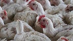 Poultry
