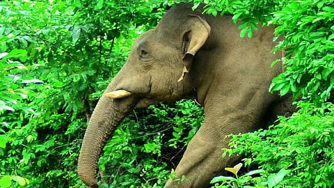Woman killed in wild elephant attack in Kerala's Idukki 