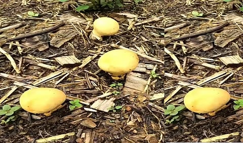 Rare yellow puffball mushroom found in Arunachal 