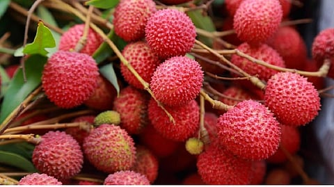 India exports 1-tonne of GI-tagged Tezpur Litchi to Dubai 