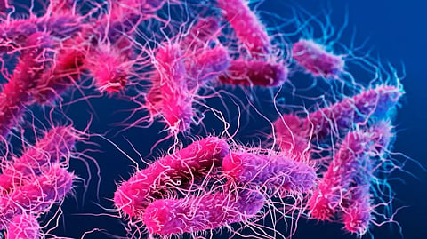 Shigella infection