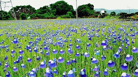 Madayippara plateau
