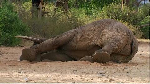 Wild elephant was tranquilised in Kothamangalam