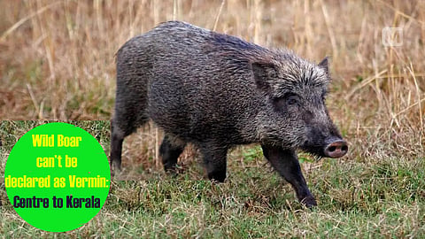 Kerala to again urge Centre to declare wild boar as 'vermin'