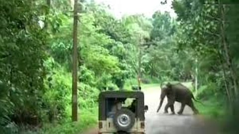 Forest officials narrowly escape as wild elephant attacks RRT vehicle