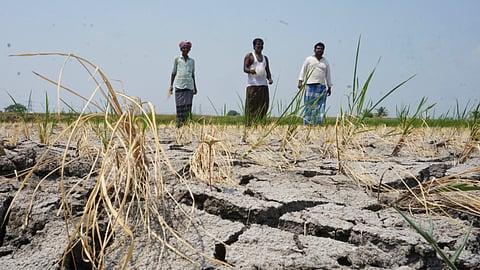 Farmers in Chanakanur village in Ballari district in a parched paddy field.