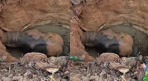 Wild elephant fell in well in Kerala village