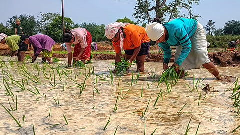 Workers transplant paddy seedlings in a field during the Kharif sowing season, on the outskirts of Jagdalpur, in Bastar district, Chhattisgarh, Monday, June 8, 2026. 
