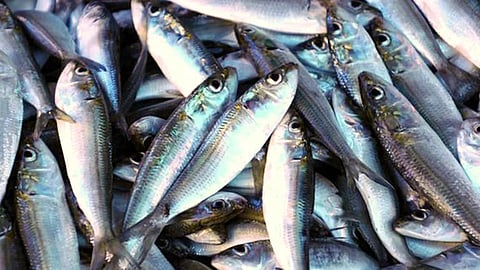 El Nino may lead to sardine decline next year