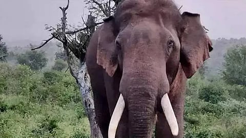 Wild elephant damages ration shop in Kerala's Idukki 