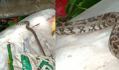Python found among plastic waste in Kerala, sanitation workers seek action 