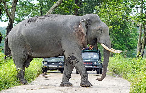 Kerala govt orders capture of wild jumbo causing trouble in Aralam farm area