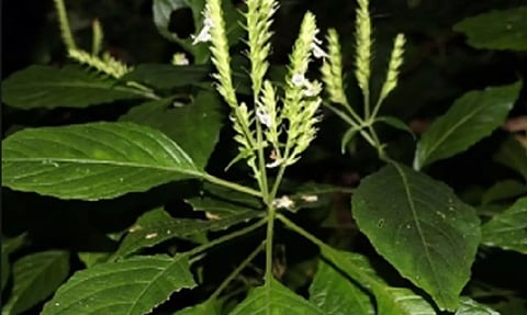 Rare flowering plant rediscovered in Assam's hills after 180 years