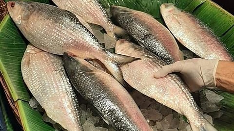 In reverse flow, India exports 500 tonnes of hilsa to Bangladesh in two months: Fish traders
