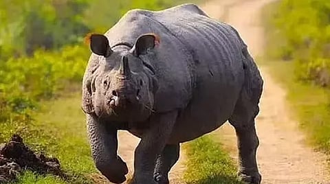 Assam celebrates World Rhino Day; Himanta highlights numbers, zero poaching cases 
