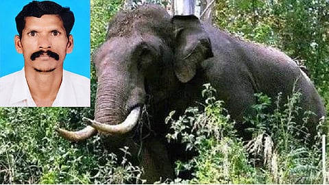 Tribal man killed in wild elephant attack in Keralam's Idukki