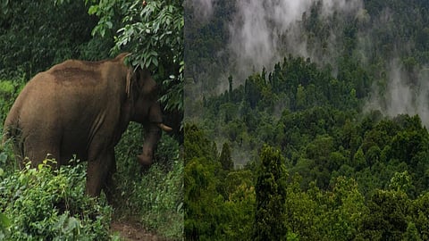 Forest Dept launches operation to capture elephant straying into Aralam 