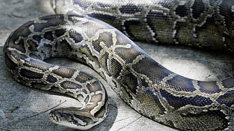Three held for allegedly catching, consuming python meat