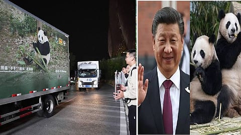 2 giant pandas set off to Atlanta zoo from China after Xi-Trump summit