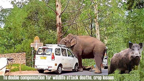 Keralam to double compensation for wildlife attack deaths