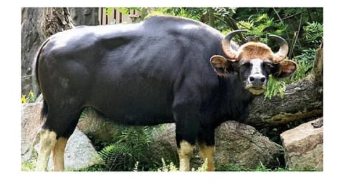 Bison 