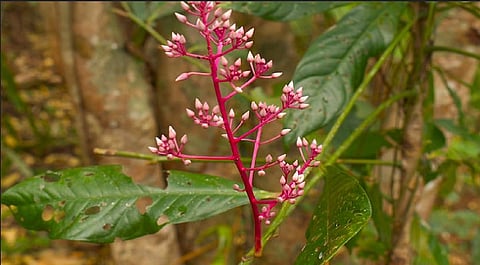 Rare flowering shrub rediscovered in Assam after 204 years: Minister