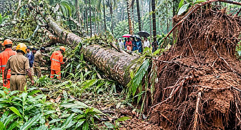 Two women killed as tree falls on them at cardamom plantation in Idukki