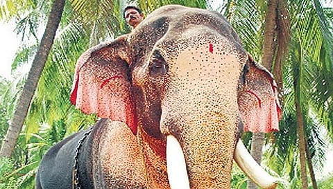 SC directs Kerala govt to take custody of state's tallest elephant Raman