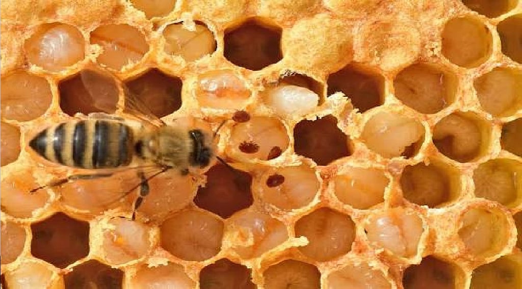 Honey bee hives have ‘living immune systems’ which defend against disease