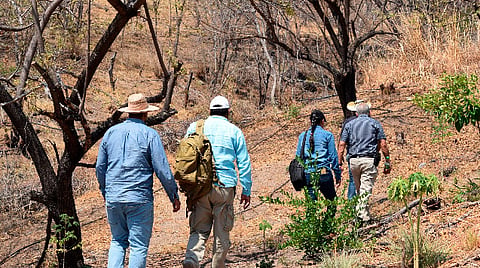 La diversidad biológica de Michoacán se expresa en la existencia de diferentes tipos de vegetación como la selva baja caducifolia